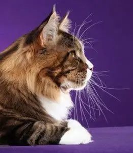 Billede af Profilen på Sabrecats Pavarotti of GigantCat som viser den korrekte konkave kurve langs næselinjen