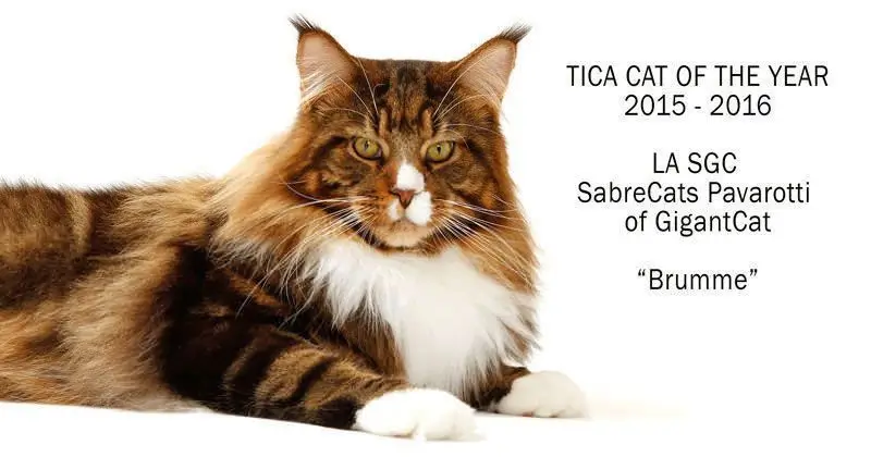 Billede af LA SCG Sabrecats Pavrotti of GigantCat 2026