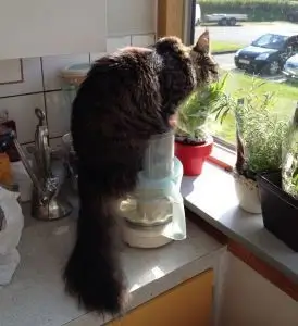 SabreCats Jenny the Buffalo sidder oven på blenderen og tygger på krydderurter der står i vindueskarmen