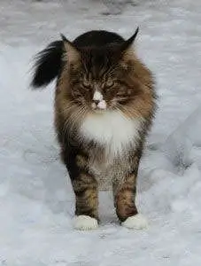 LA SGC Sabrecats Pavarotti i snevejr