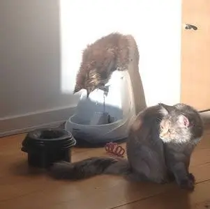 Billede af maine coon killing der sidder på toppen af vandfontæne